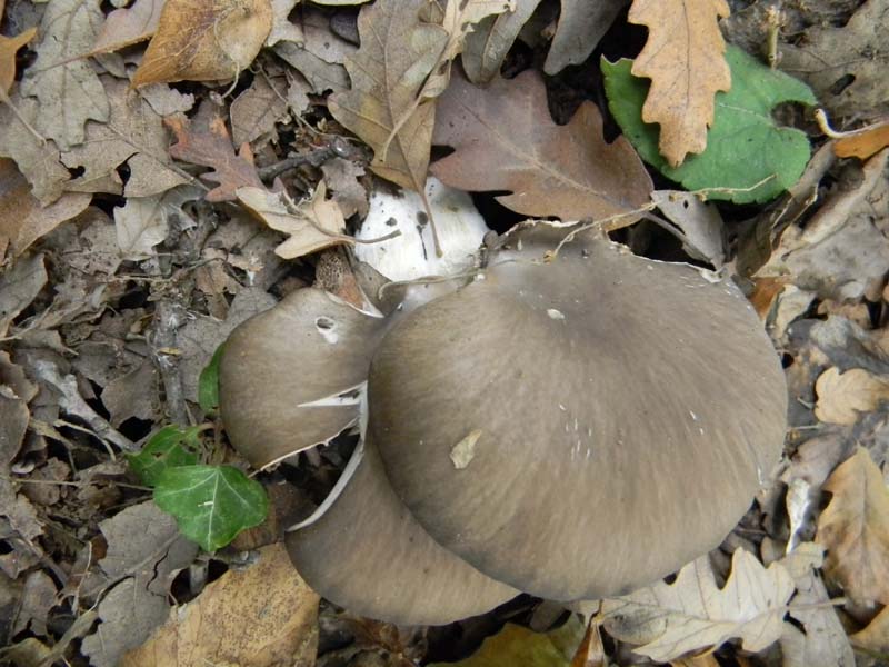 Funghi da confermare.